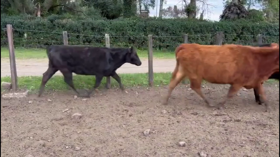 Lote VAQUILLONAS PREÑADAS