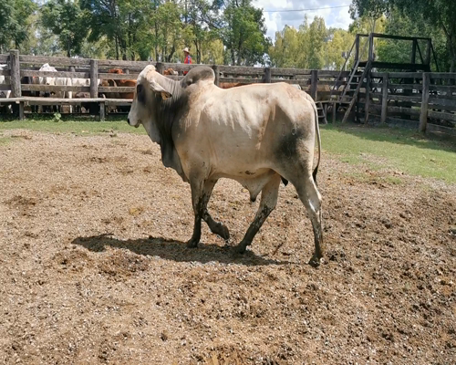 Lote Toro Reproductor