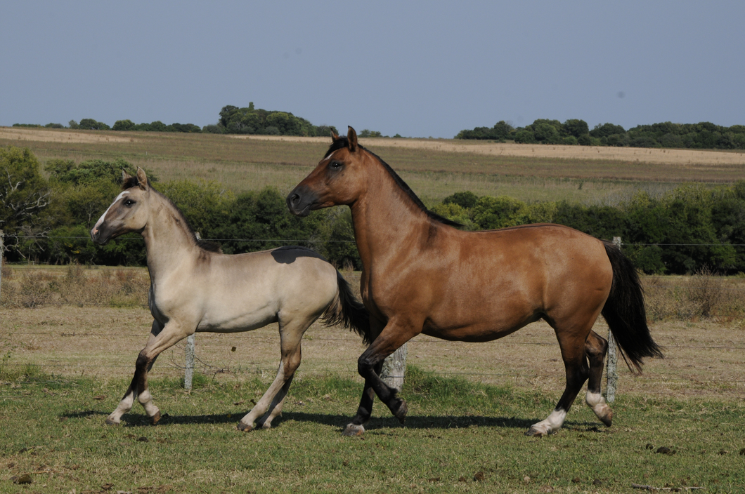 Lote Catalana de Melo