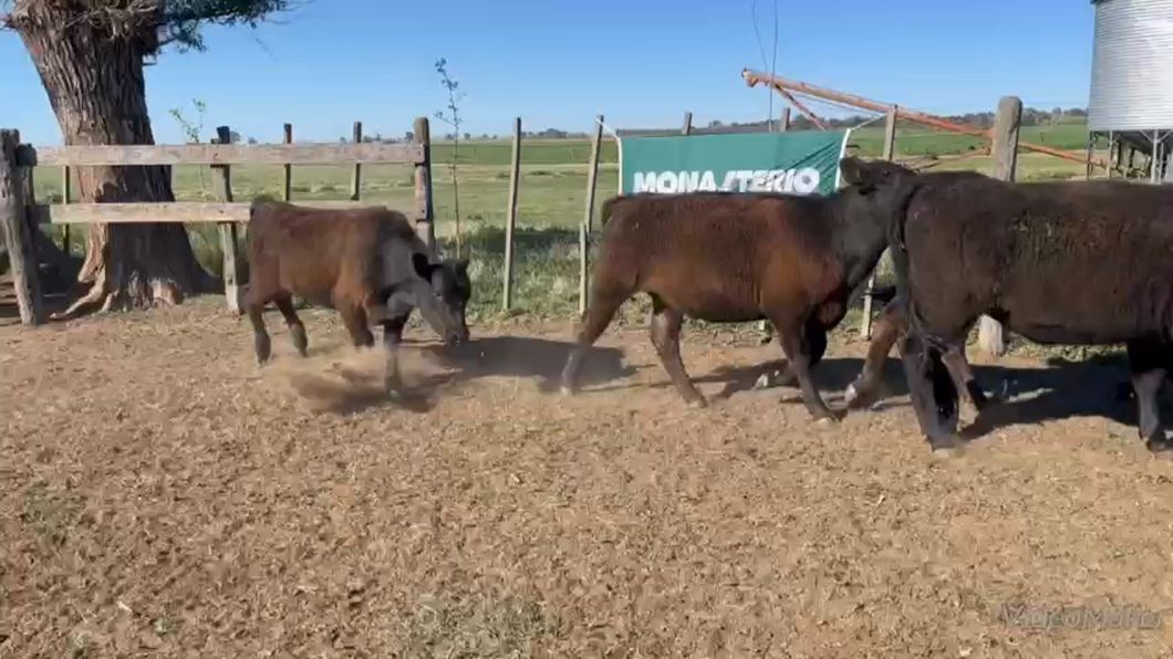 Lote 68 Terneros/as EN ANDANT