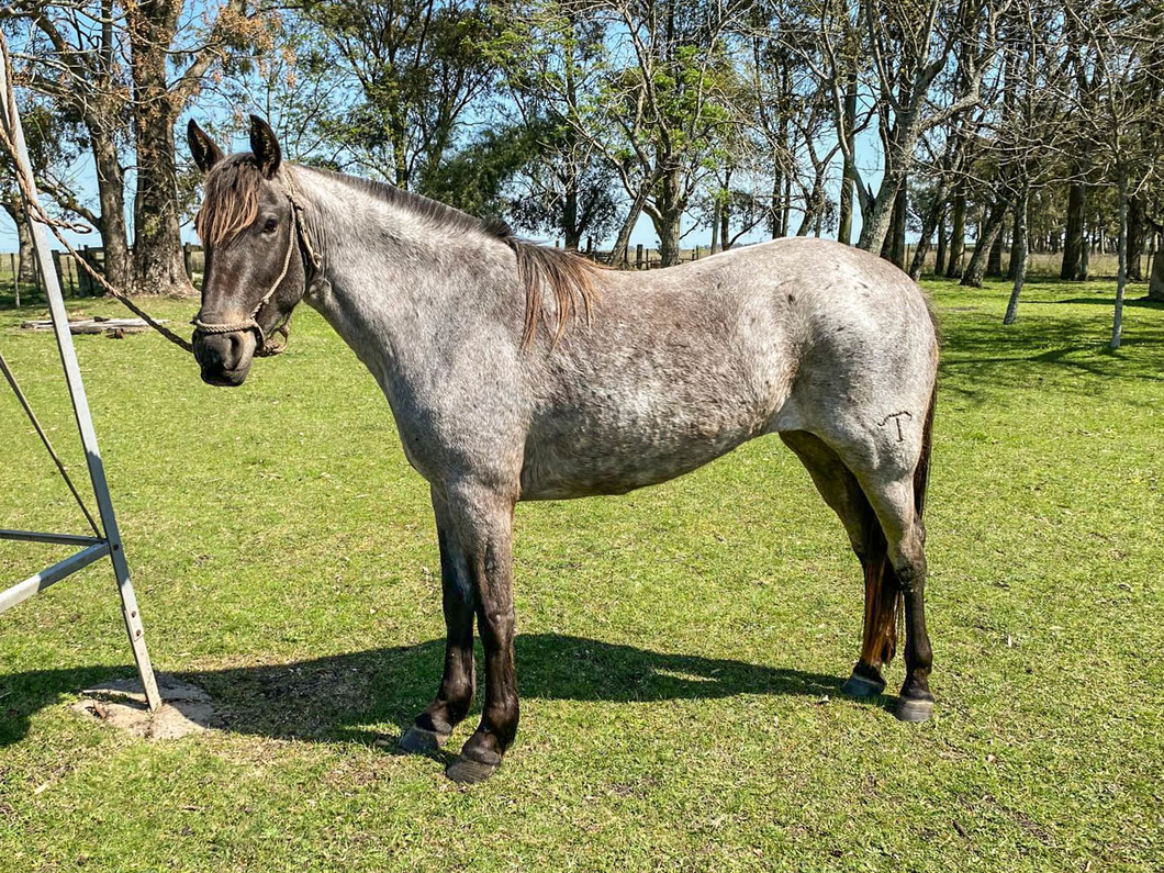 Lote LEYENDA LA CONSTANCIA