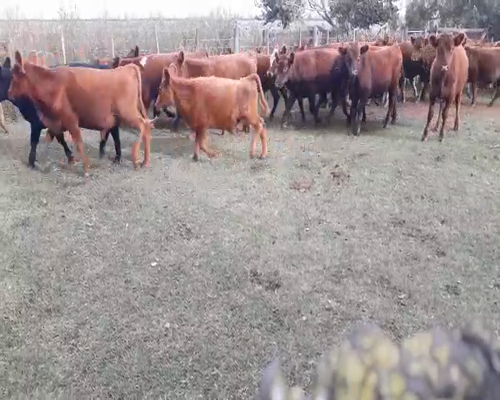 Lote 45 Toros de invernar en Daireaux, Buenos Aires