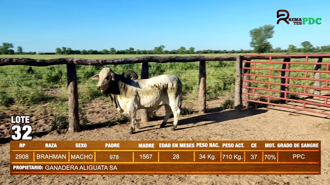 Lote TORO BRAHMAN - GANADERA ALIGUATA SA