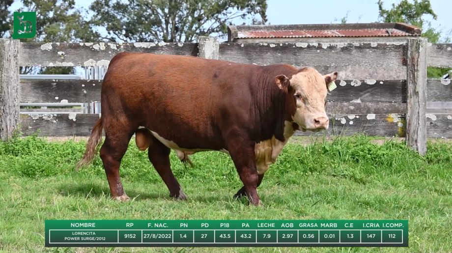 Lote Toros La Lorencita