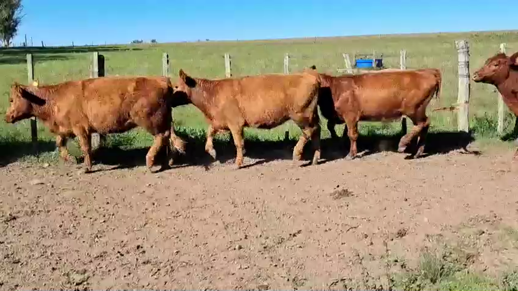 Lote VAQUILLONAS DE 1 A 2 AÑOS