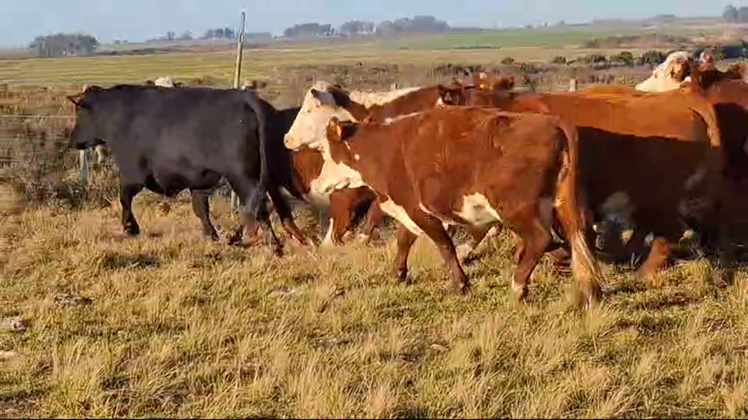 Lote 18 Vaquillonas Vacas Preñadas Hereford a remate en 11º Subasta - CAB  530kg -  en Paraje La Laguna