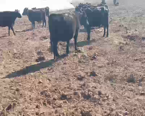 Lote 60 Vacas medio uso C/ gtia de preñez en Salazar, Buenos Aires