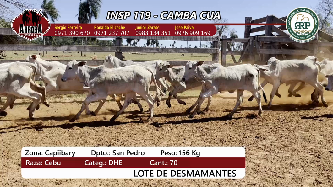 Lote Insp 119