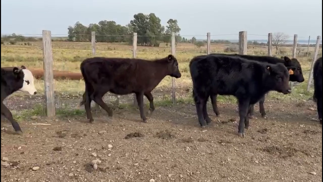 Lote TERNEROS Y TERNERAS