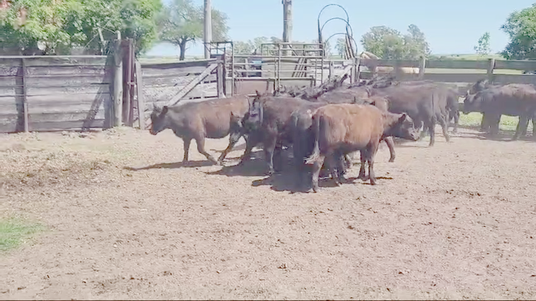 Lote (Vendido)30 Terneras ANGUS a remate en #50 Pantalla Carmelo 205kg -  en COSTAS DE VACA