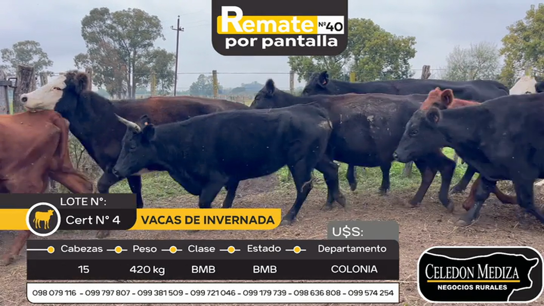 Lote 15 Vacas de Invernada en Otra Localidad, Colonia