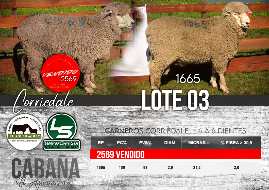 Lote LOTE 03