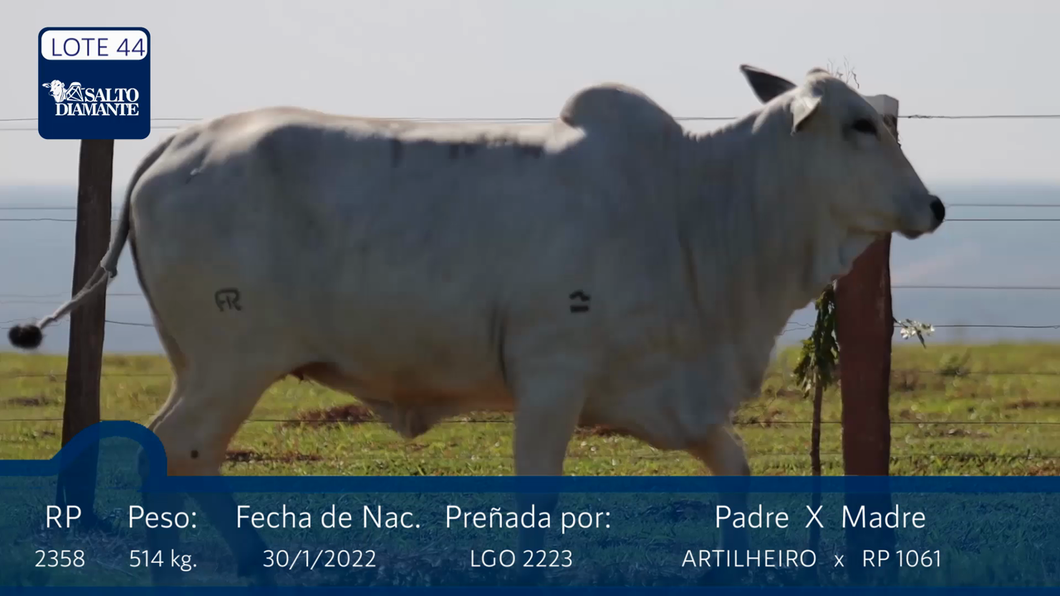 Lote LOTE 44