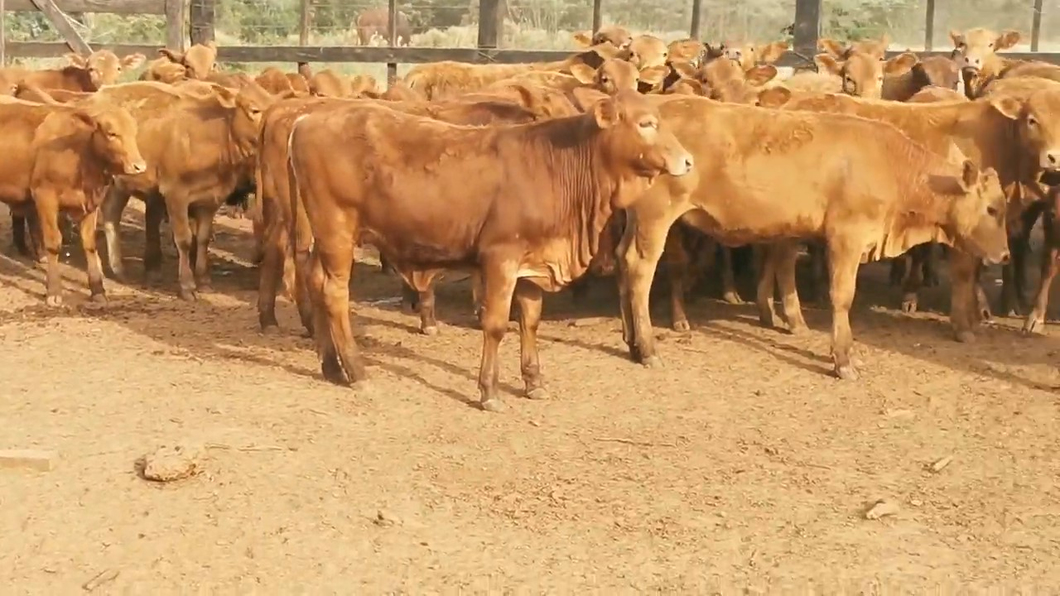 Lote 150 Desmamantes hembras Brangus/  Braford a remate en Feria de Invernada  200kg -  en CORONEL OVIEDO