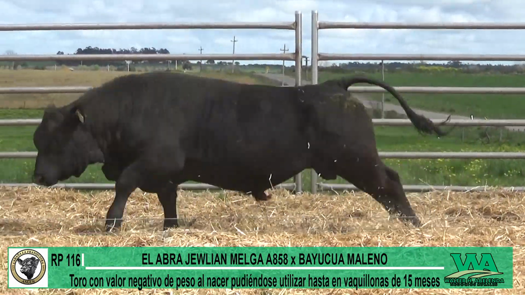 Lote Toros a remate en Cabaña La Franqueira, Florida