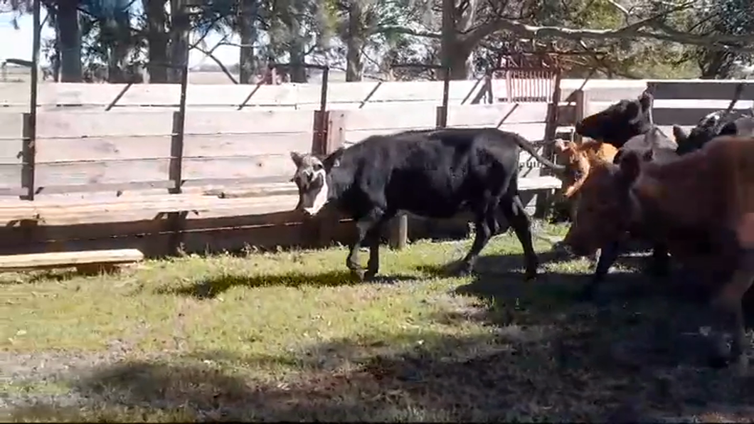 Lote 14 Vacas de Invernada a remate en #44 Pantalla Carmelo 380kg -  en OMBUES DE LAVALLE