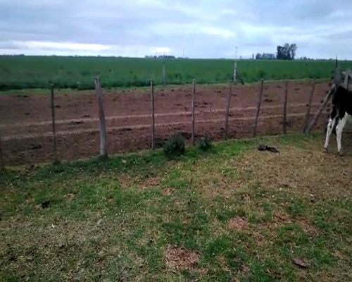 Lote 20 Terneros Castrados en Ausonia, Córdoba
