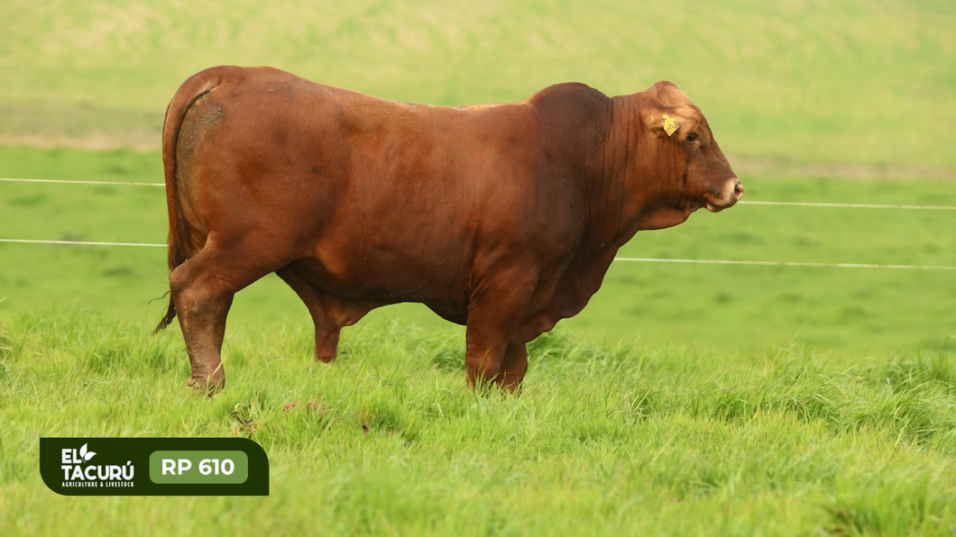 Lote Toros a remate en Subasta Virtual El Tacuru, Montevideo