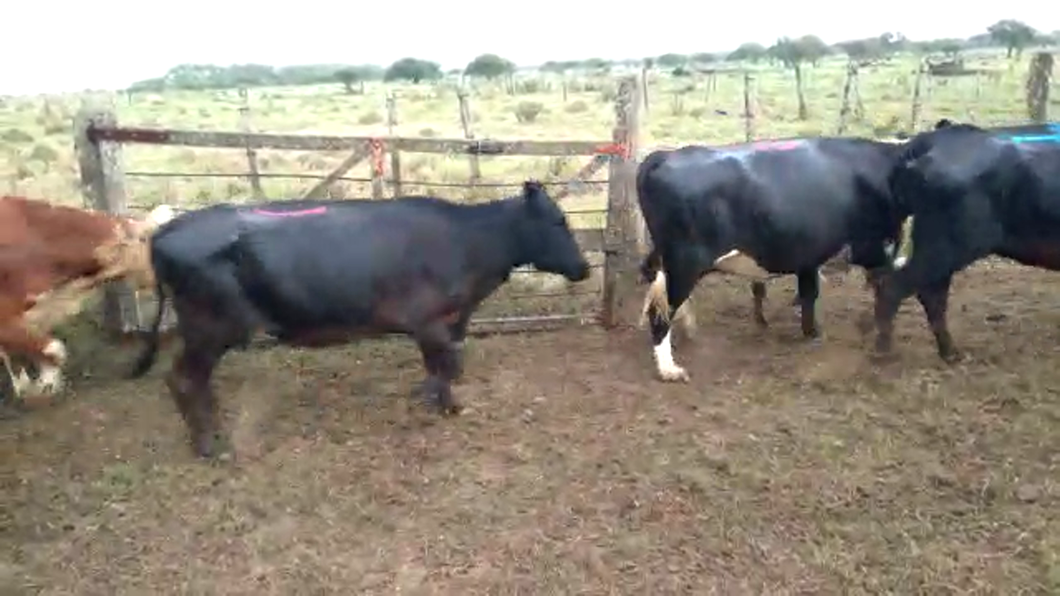 Lote 70 Vacas Braford y Brangus en Progreso, Santa Fe