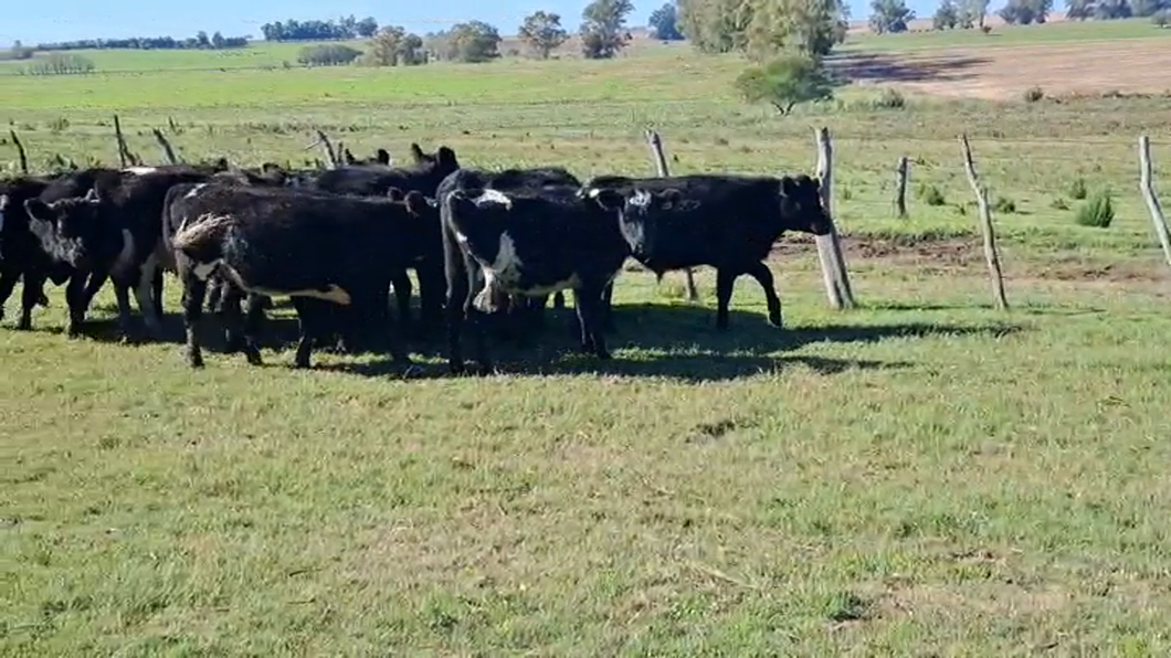 Lote TERNEROS