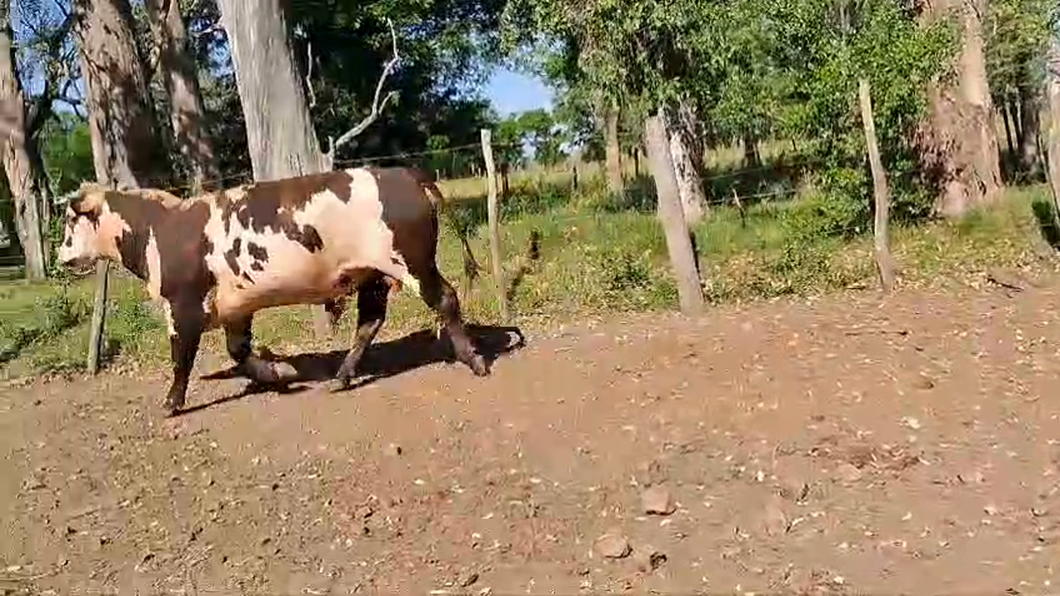 Lote Toros NORMANDO a remate en 26° Remate Anual en PALMA SOLA