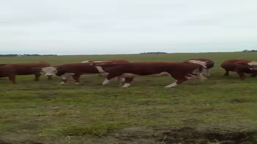 Lote 135 Novillitos y vaquillonas en Buenos Aires, Rauch