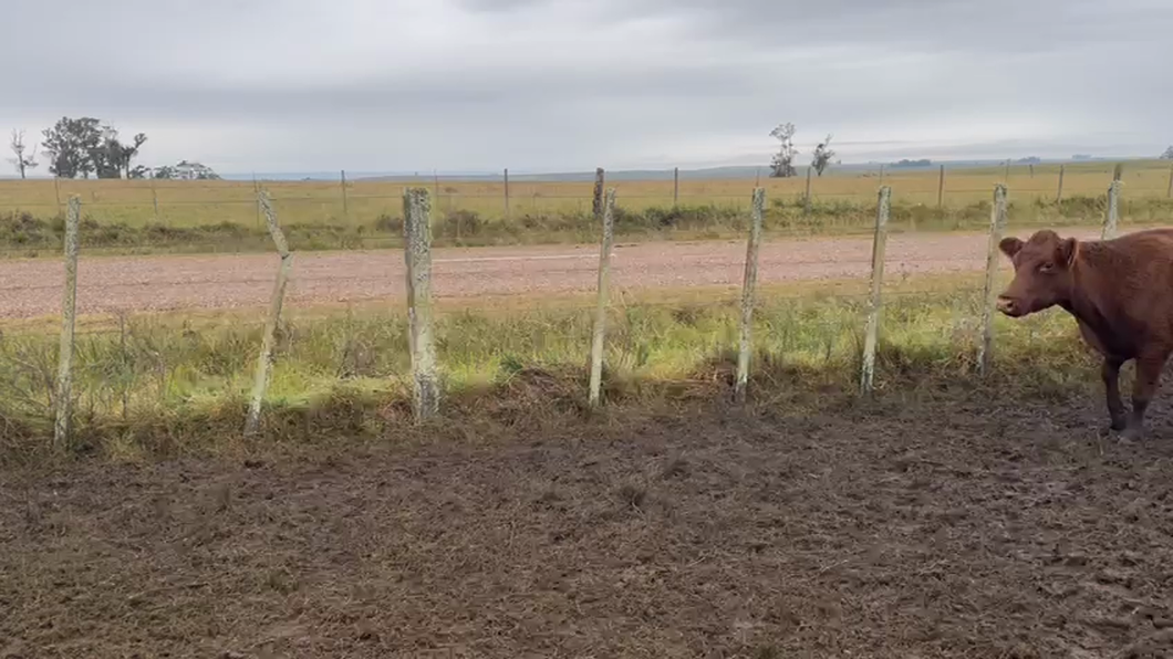 Lote 36 Vacas de Invernada RED ANGUS a remate en Pantalla - Luis Zaldua 370kg -  en SOPAS