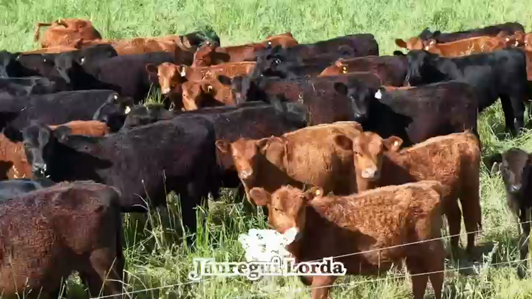 Lote 170 Terneros