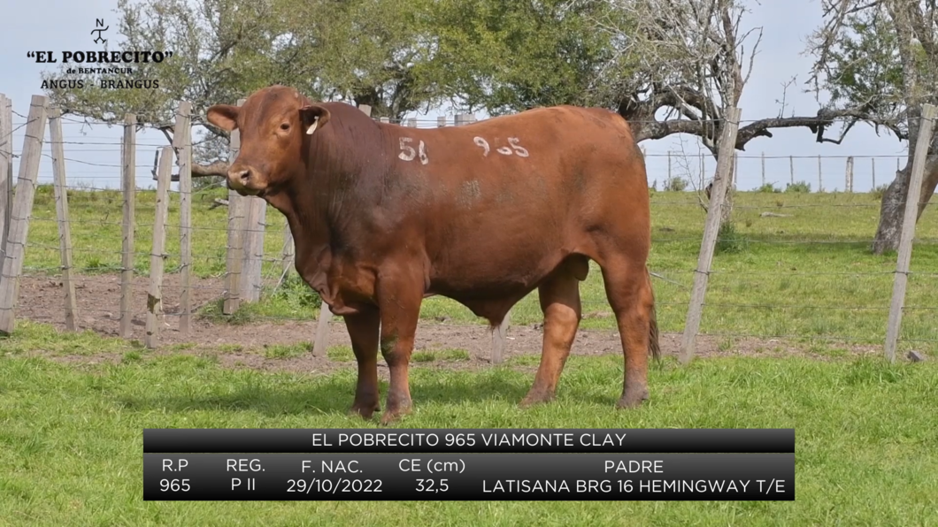 Lote 2 Toros Brangus a remate en El Pobrecito, Durazno