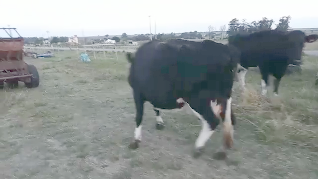 Lote Vacas de Invernada a remate en Pantalla Camy Mayo - Desde La Cuenca 500kg - , San José