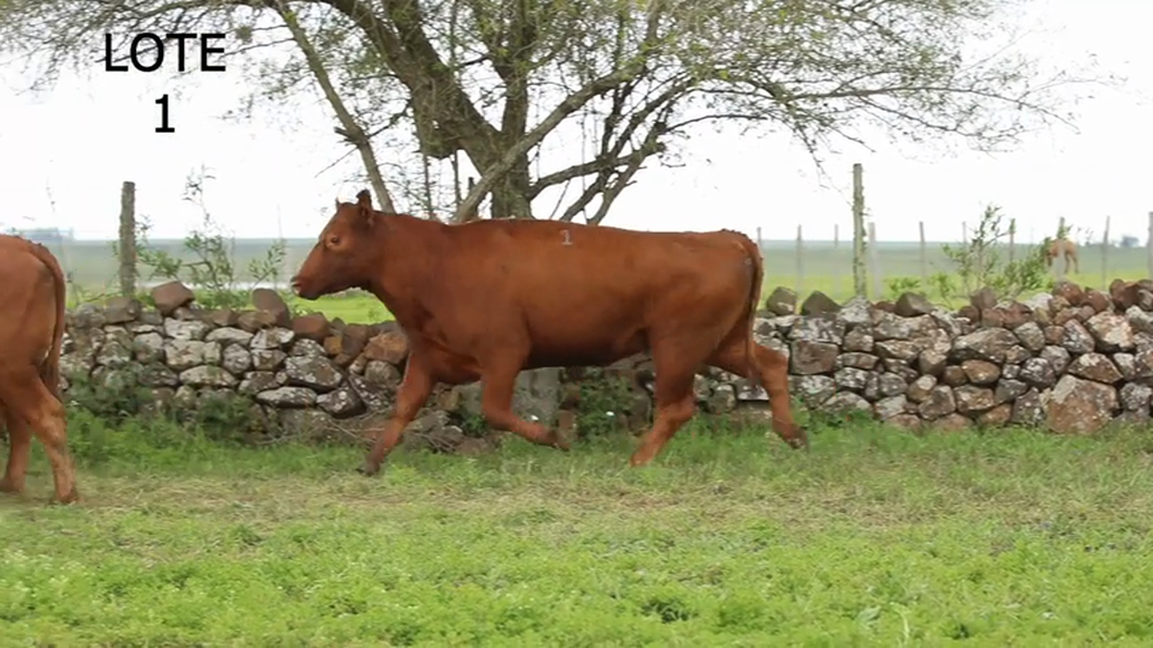 Lote VACAS Y VAQUILLONAS RED ANGUS