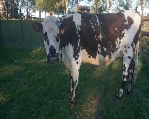 Lote Vacas de Invernada NORMANDO a remate en REMATE DE PANTALLA 520kg -  en Asociación Rural de San José