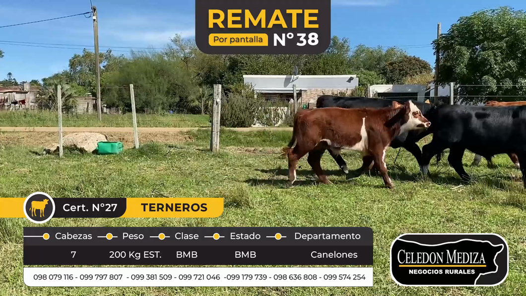 Lote 7 Terneros en Santa Rosa, Canelones