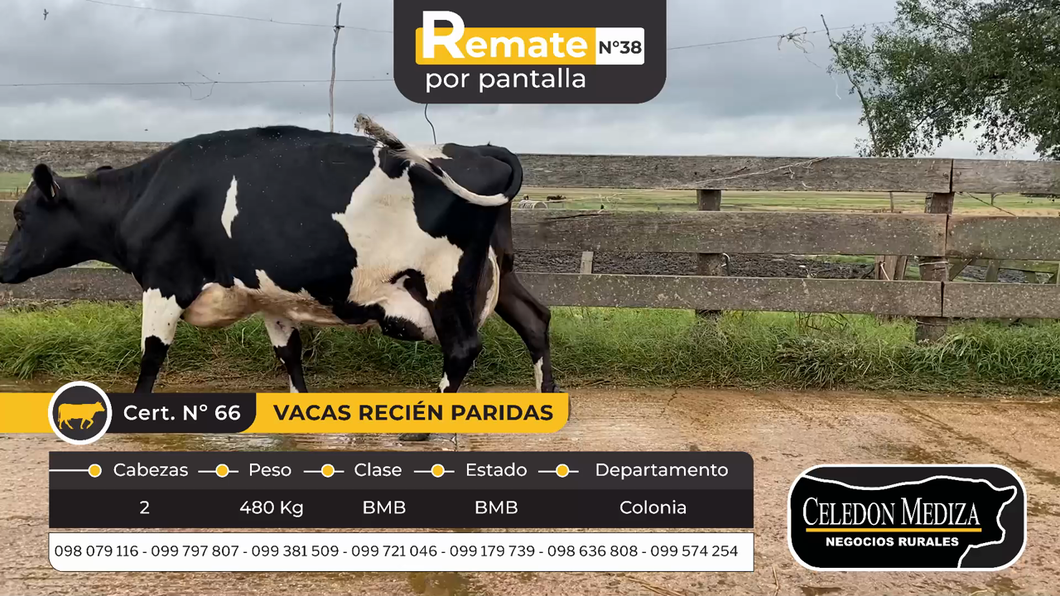 Lote 2 Vacas paridas en Otra Localidad, Colonia