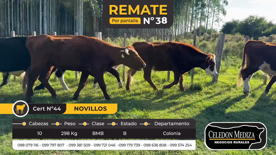 Lote 10 Novillos en Colonia