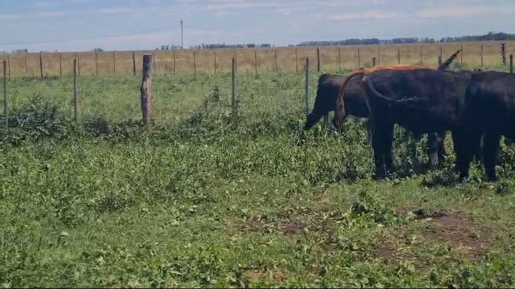 Lote 40 Novillitos y vaquillonas