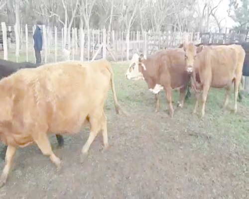 Lote 14 Vacas usadas preñadas en Brandsen, Buenos Aires