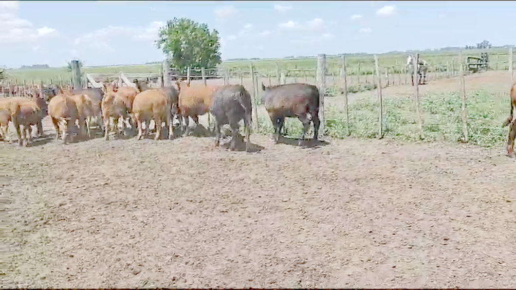 Lote 15 Terneras en Chascomús, Buenos Aires