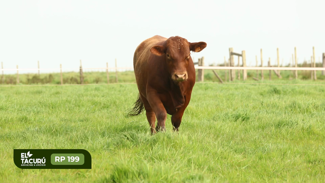 Lote Toros a remate en Subasta Virtual El Tacuru, Montevideo