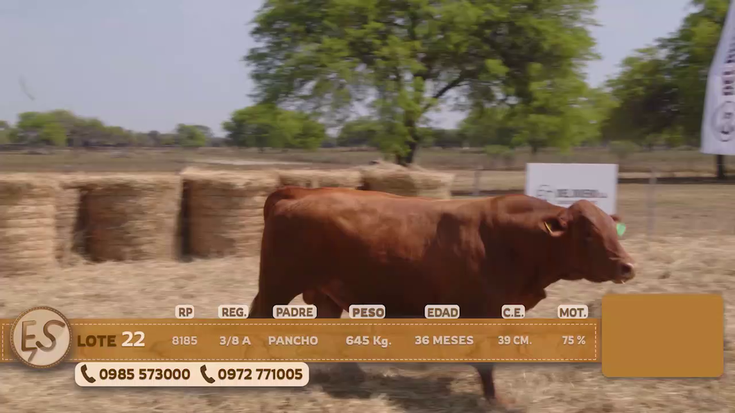 Lote Toro
