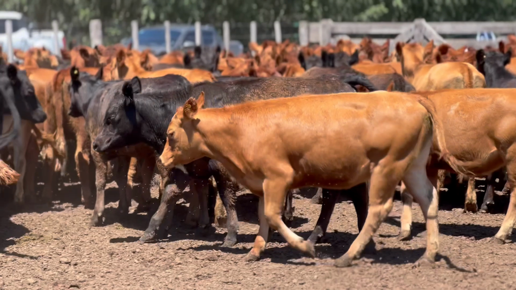 Lote 112 Terneras en Pasteur