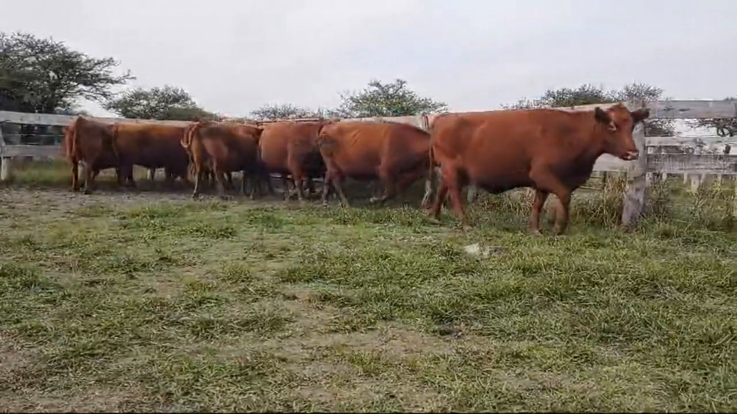 Lote ANGUS “EL CALÁ” de R. Garat VACAS GRALES. COLORADAS