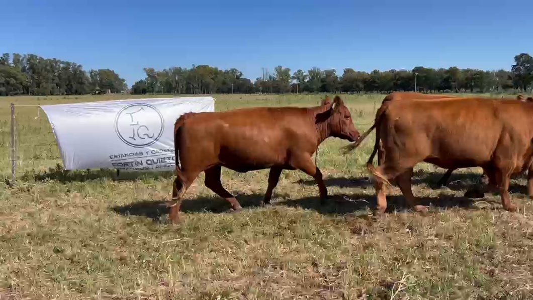 Lote 10 Vaquillonas C/ gtia de preñez en Lincoln