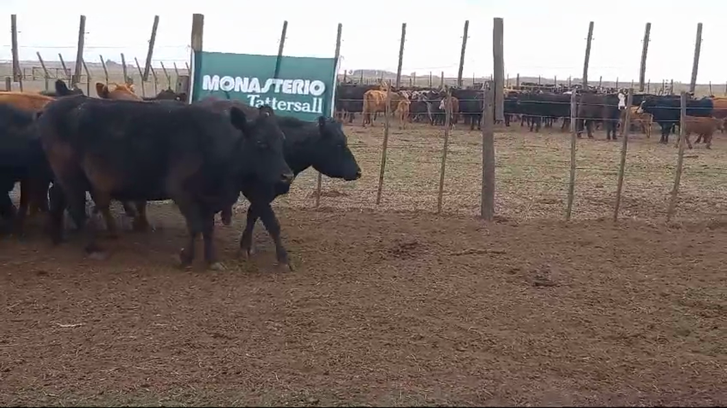 Lote 25 Vacas CUT PÑ en Pehuajo