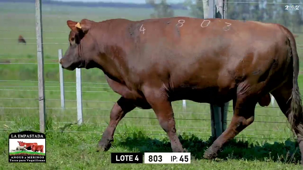 Lote Toros a remate en Toros para Vaquillonas - La Empastada, Durazno