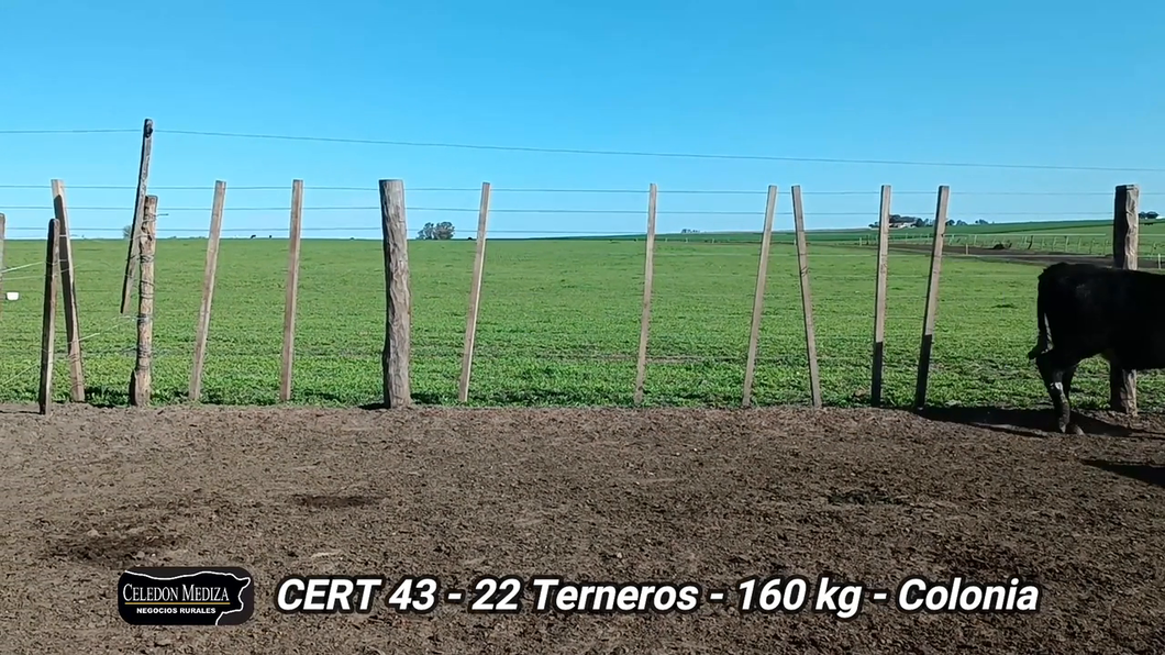 Lote 22 Terneros en Colonia