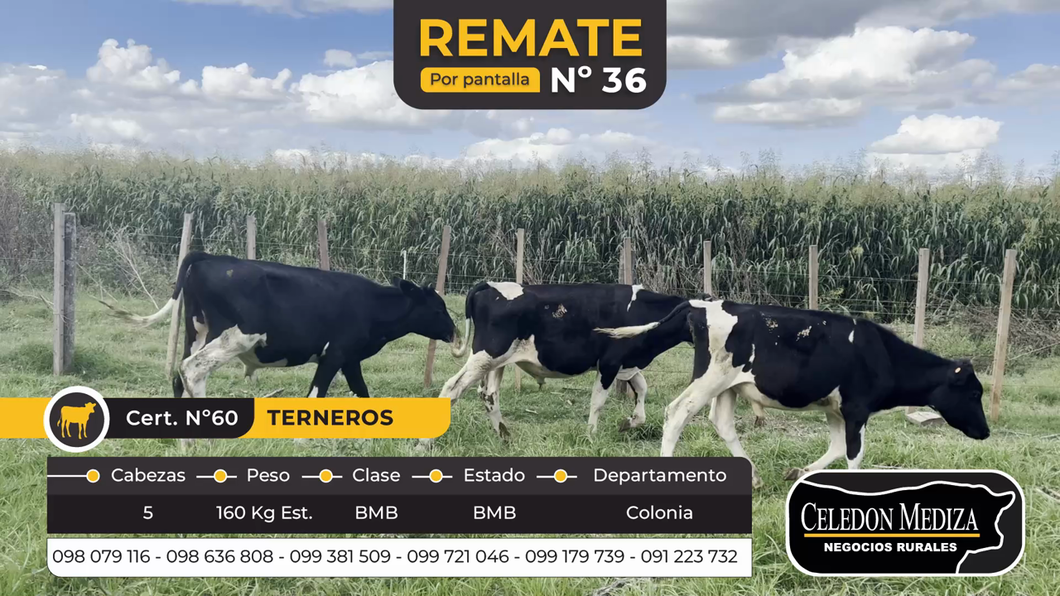 Lote 5 Terneros en Colonia