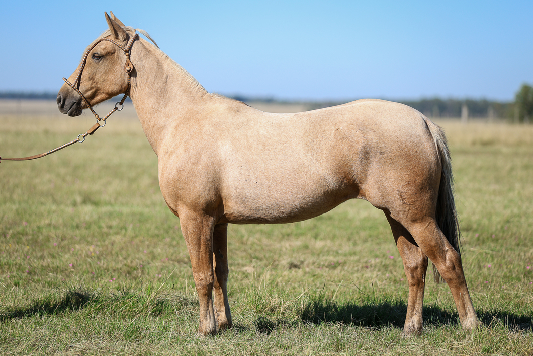 Lote Paso Nutria