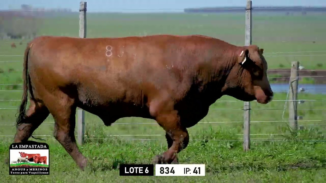 Lote Toros a remate en Toros para Vaquillonas - La Empastada, Durazno