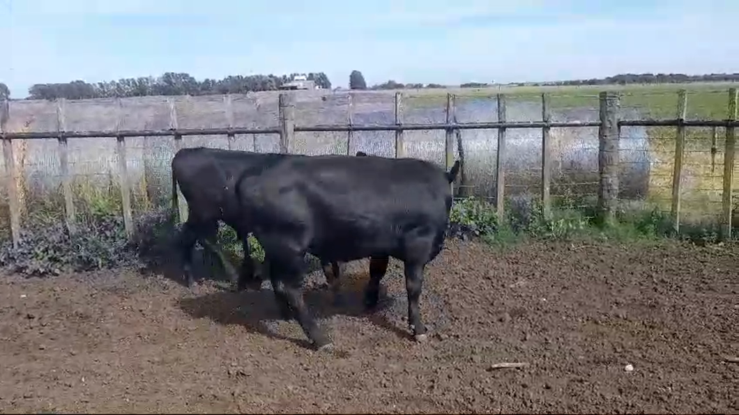 Lote TERNEROS MAMONES